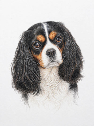 Representative traditional colour-pencil portrait of a spaniel on white paper