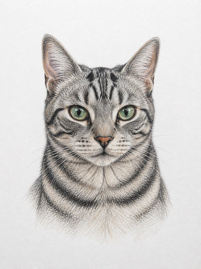 Representative traditional colour-pencil portrait of a tabby cat on white paper