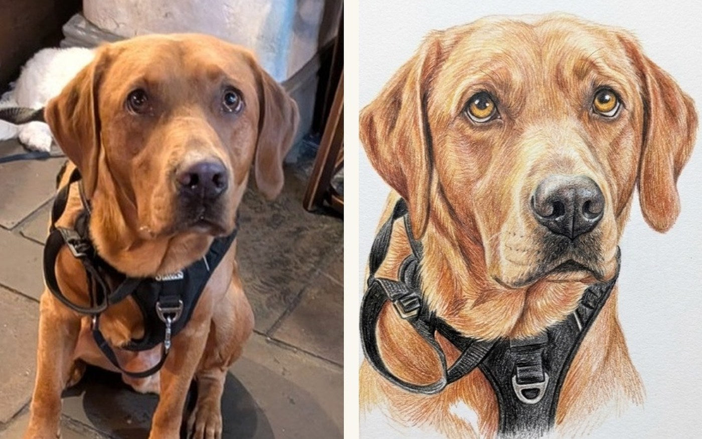 A pet owner's own photo of their dog beside the finished colour-pencil portrait made from it