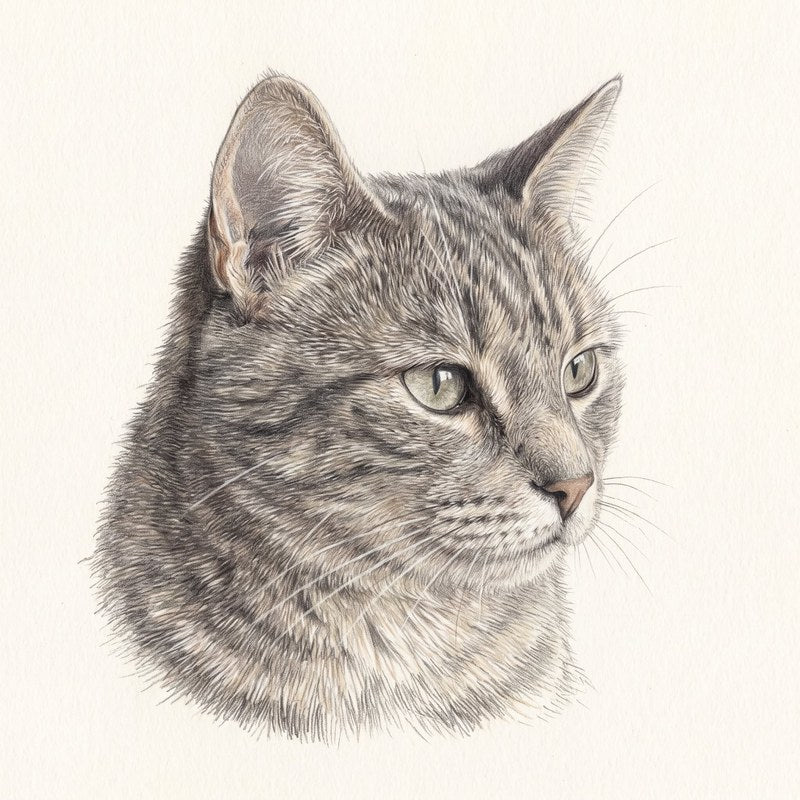 Representative colour-pencil portrait of a grey tabby cat
