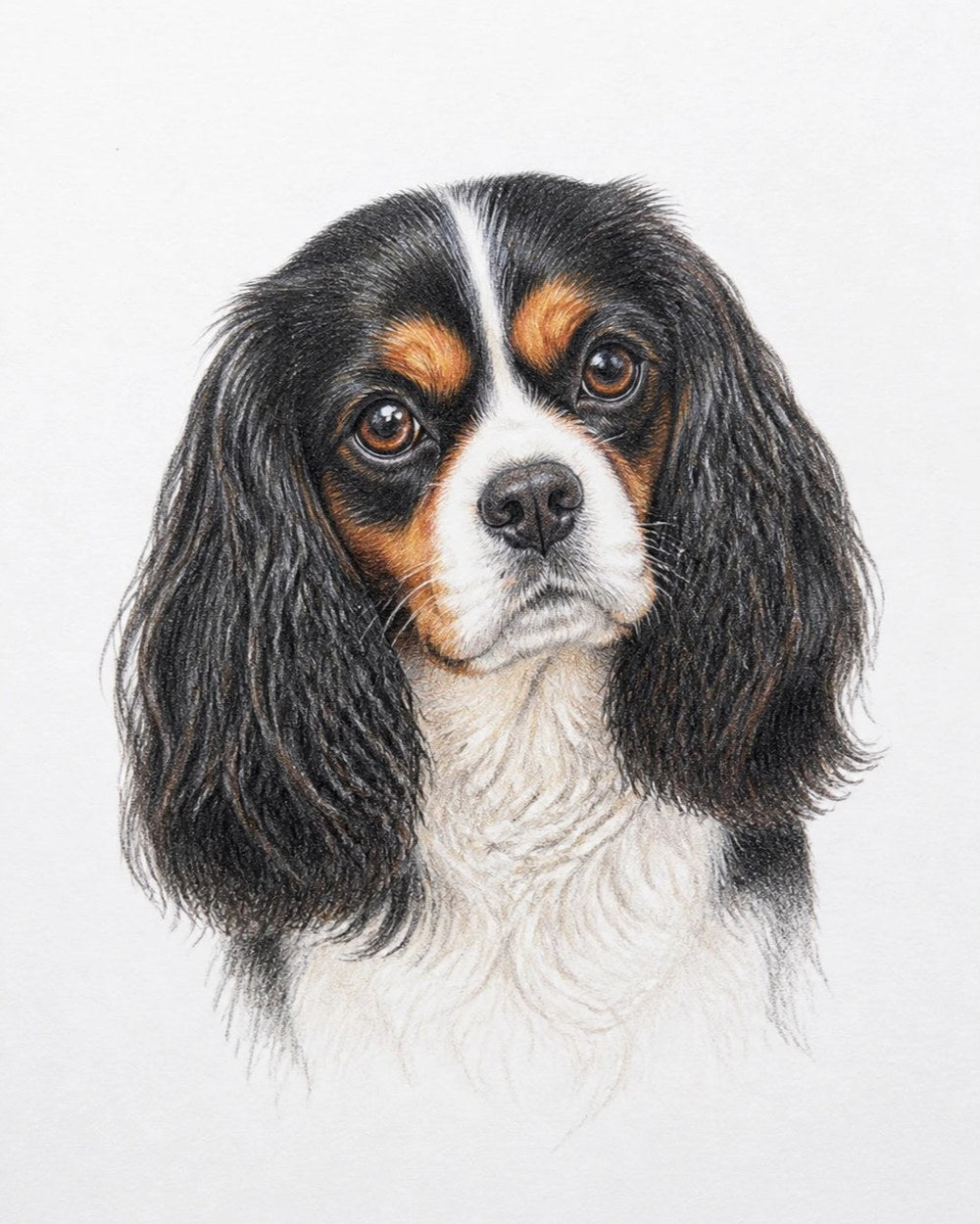 A calm, timeless colour-pencil portrait of a Cavalier King Charles Spaniel on plain paper