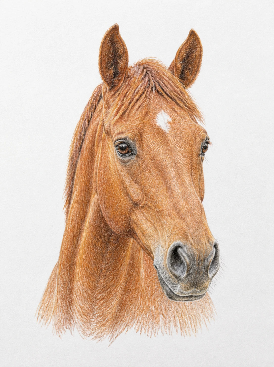 Portrait au crayon de couleur représentant un cheval alezan