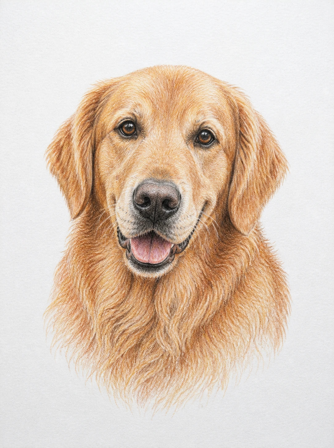 Portrait représentatif d'un golden retriever au crayon de couleur