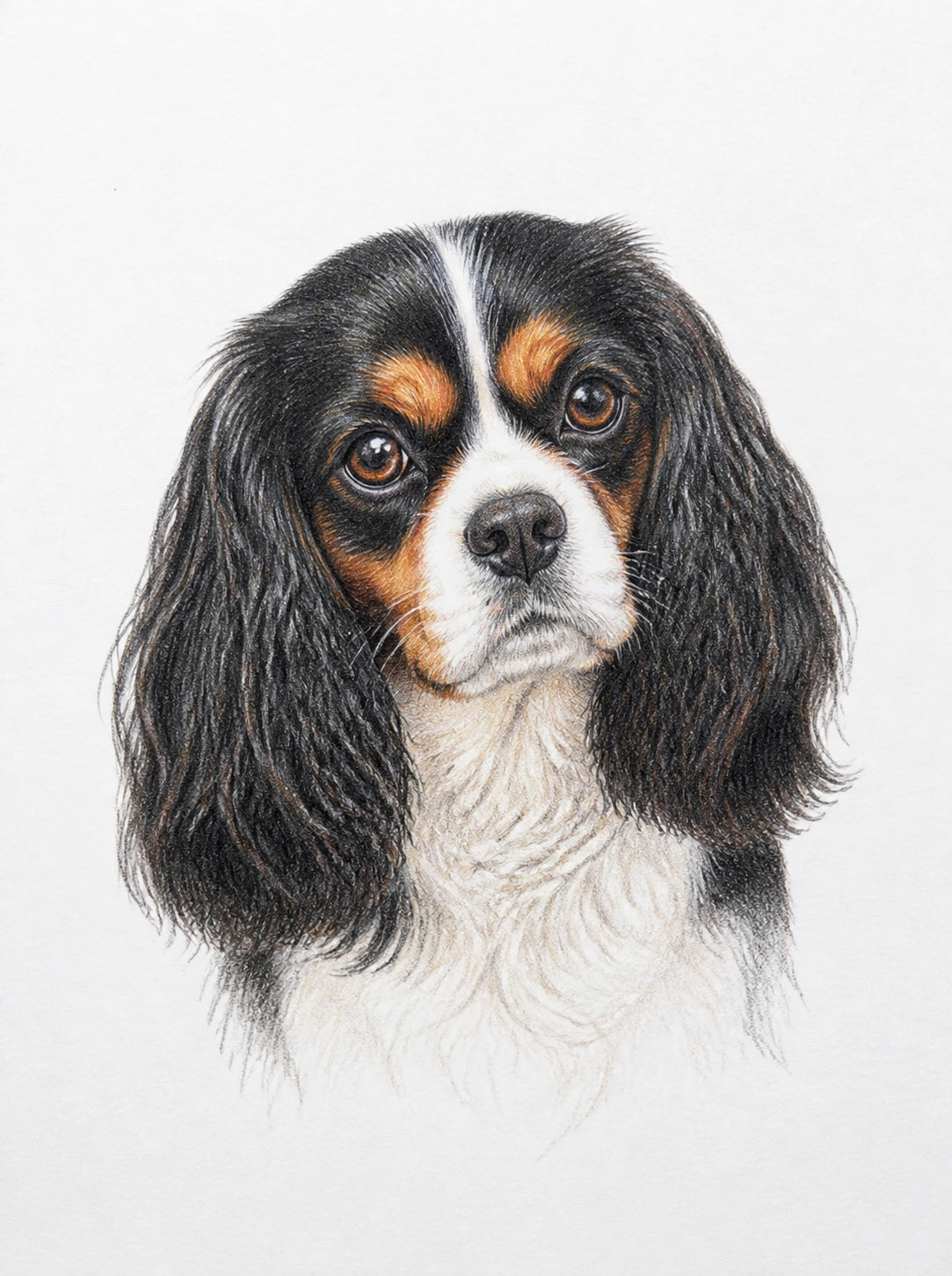 Representative colour-pencil portrait of a spaniel on plain white paper