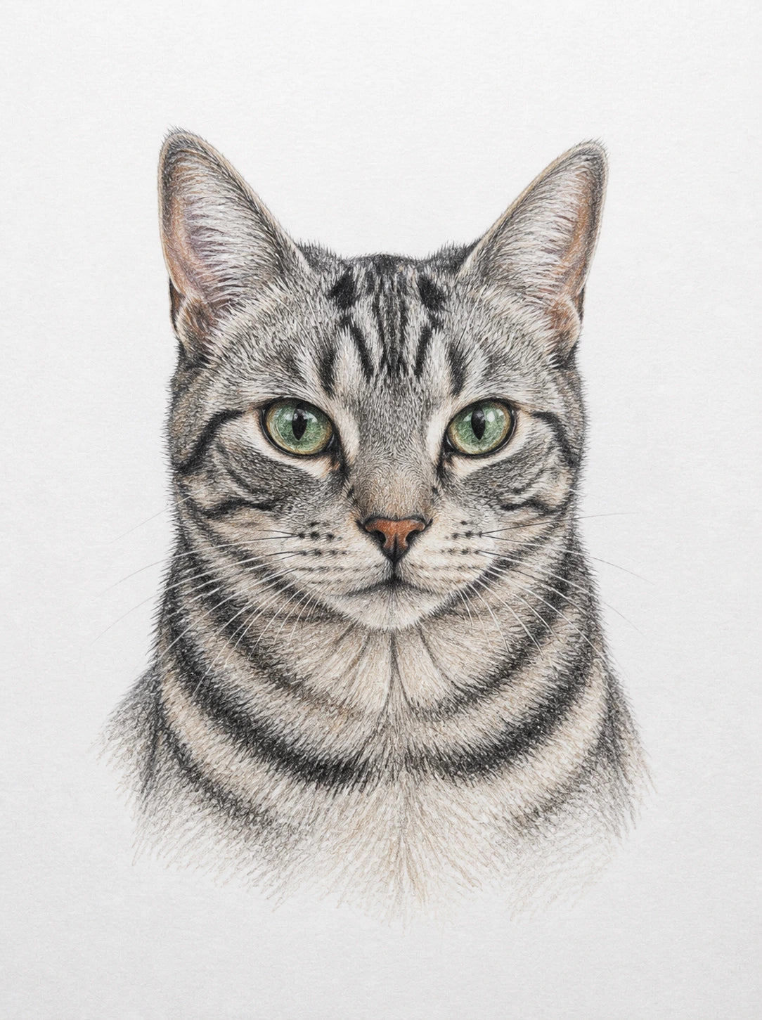 Portrait au crayon de couleur représentatif d'un chat tigré gris