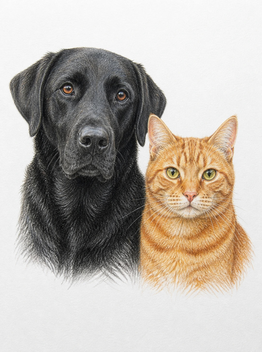 Portrait au crayon de couleur d'un border collie et d'un chat roux côte à côte